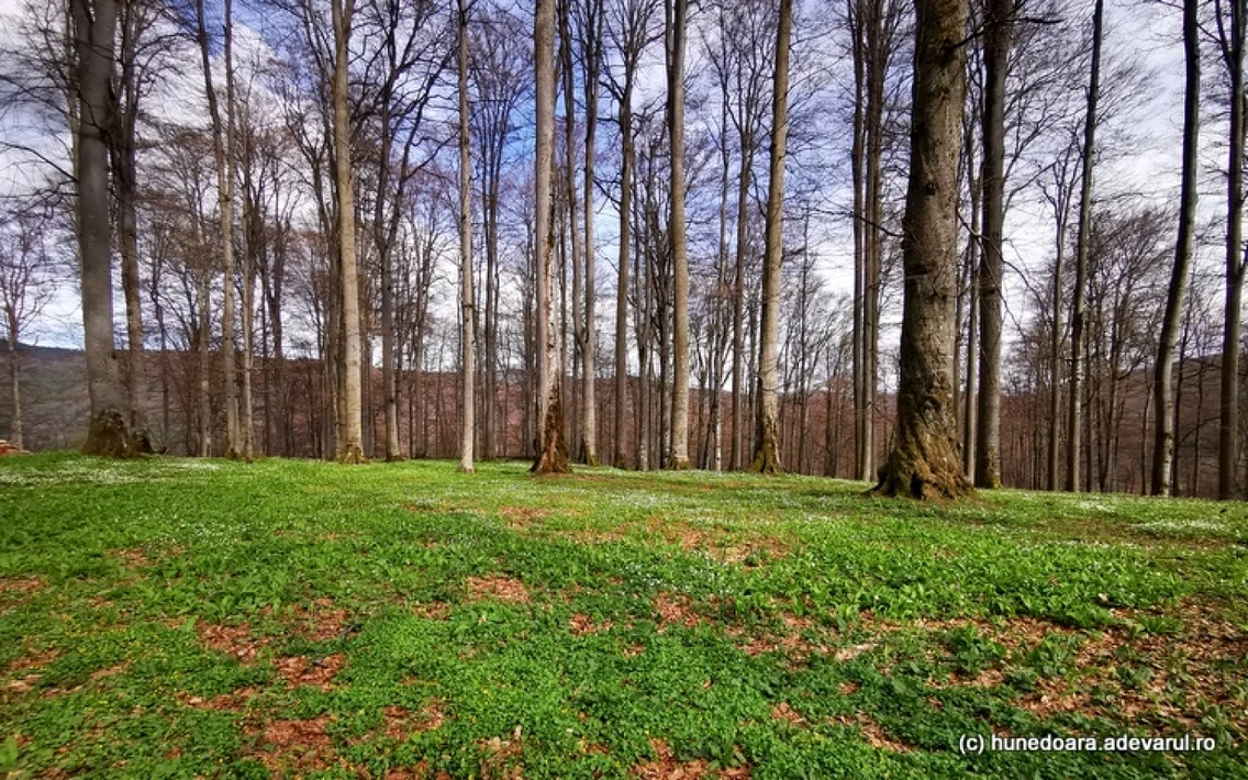 sarmizegetusa regia foto daniel guta adevarul