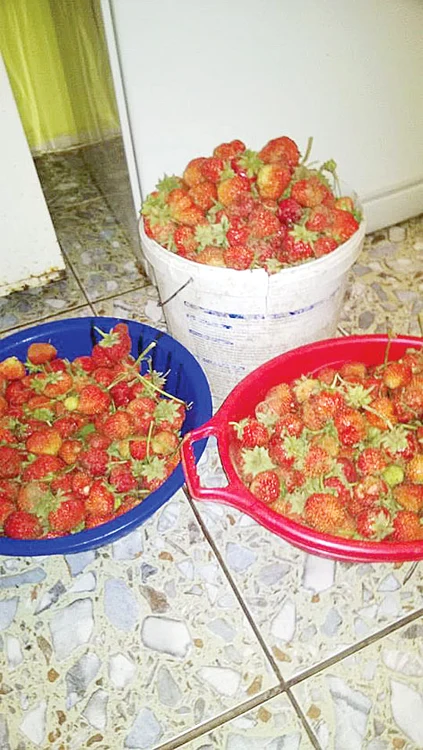 Are curtea plină  de căpşune