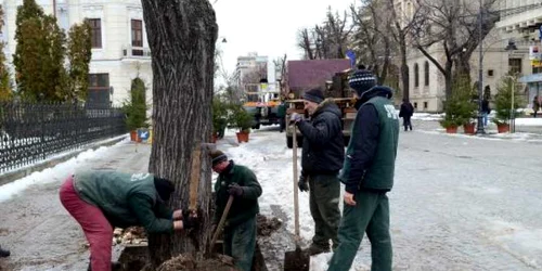 Muncitorii taie teii de pe Ştefan cel Mare