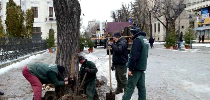 Imagine din momentul în care teii de pe Bulevardul Ştefan cel Mare au fost tăiaţi FOTO Adevărul