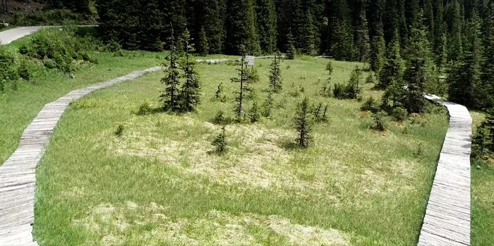 Turbăria Lăptici, din Bucegi. Captură video