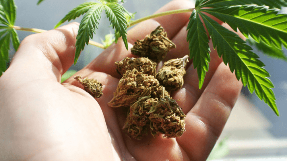 Planul de legalizare a cannabisului în Germania ar putea fi amânat