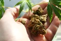 cannabis jpg