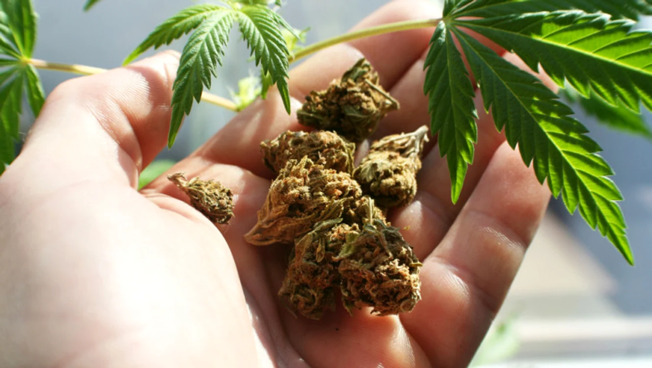 cannabis jpg