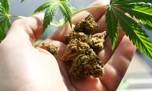 cannabis jpg