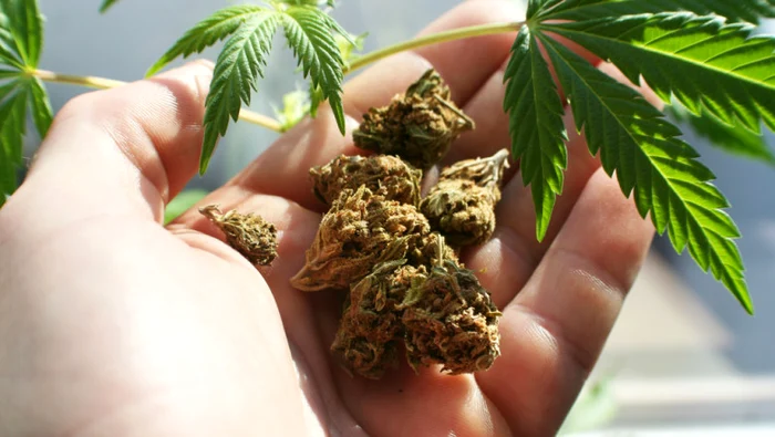 cannabis jpg