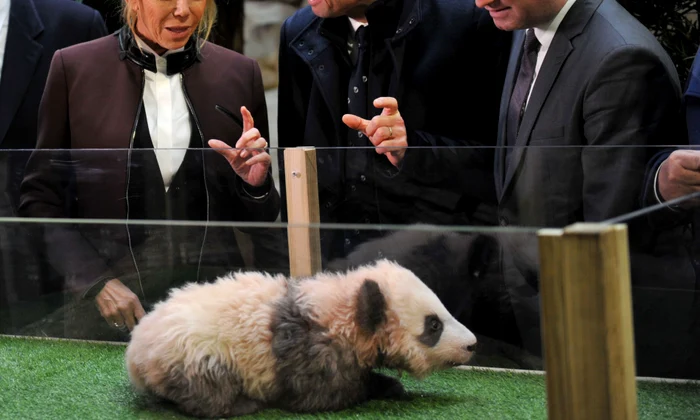 Brigitte Macron At A Ceremony For Baby Panda Born Beauval Zoo jpeg