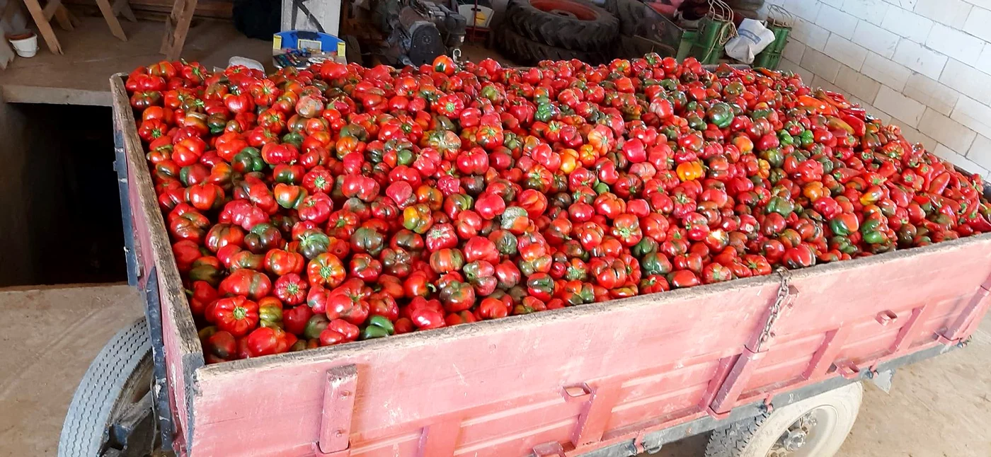 Foto Ștefania Rădoi