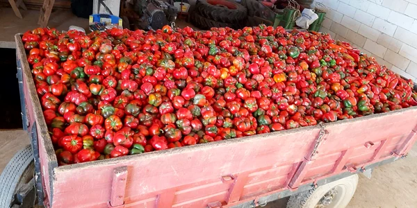 Legume precum gogoșari, vinete sau conopidă s-au vândut foarte bine. FOTO Ștefania Rădoi