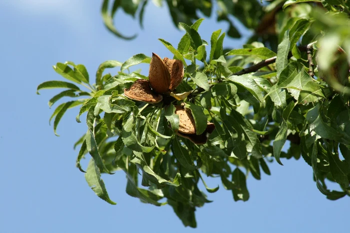 Migdal FOTO Arhiva