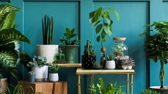 Nu toate plantele sunt potrivite pentru orice zonă a casei.