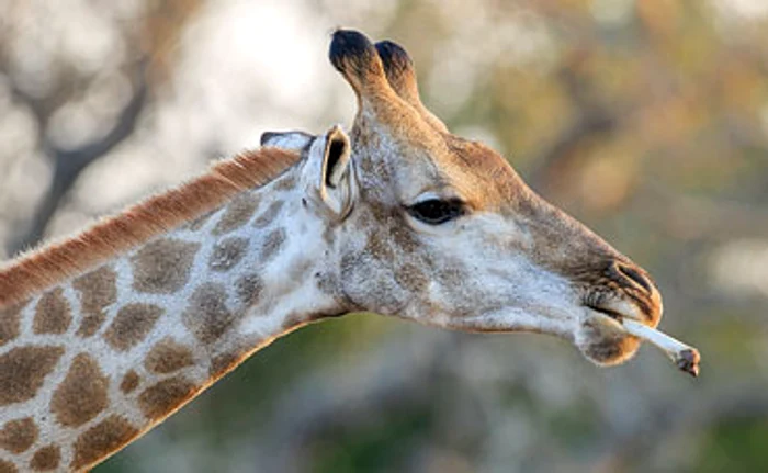 
    Girafa Maka fumează de 5 ani  