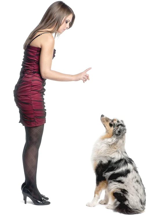 
    Aşa dezveţi câinele să mai sară pe tine!  