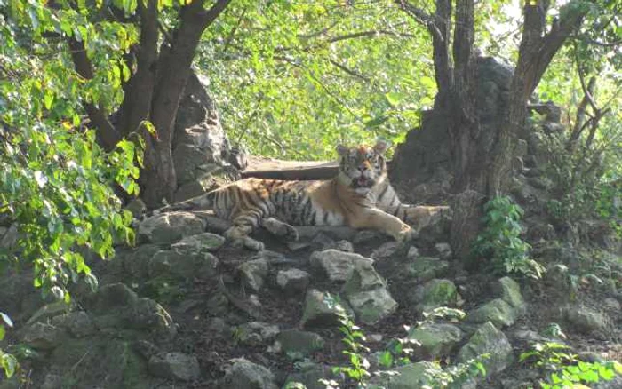 Se redeschide Grădina Zoologică din Călăraşi FOTO Adevărul