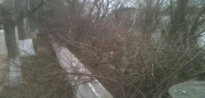 Hotii au inceput sa isi faca provizii pentru iarna FOTO Adevarul arhiva