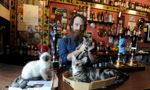 bar pisici bristol profimedia jpg