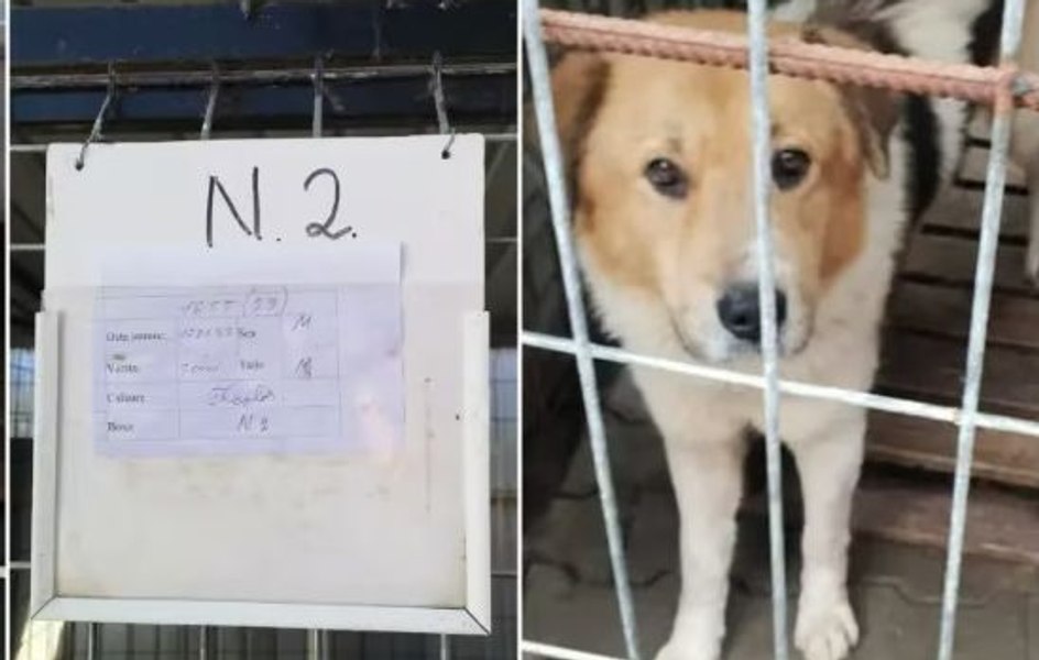 Povestea lui Oscar, cățelul pierdut și regăsit după doi ani. Cum a ajuns din nou la familia care l-a crescut VIDEO
