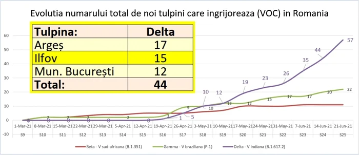 tulpina indiana jurma