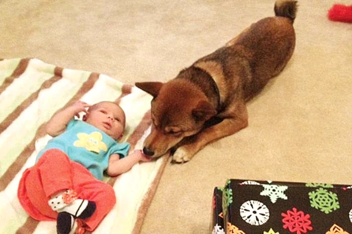 “Ham, ham, linişteşte-te, micuţule!”