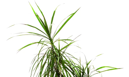 Îngrijire yucca şi dracaena jpeg