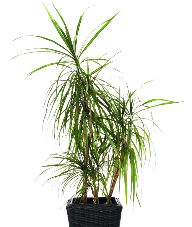 ngrijire yucca i dracaena. Ghid despre superbele plante tropicale
