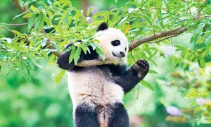 panda lenes jpeg