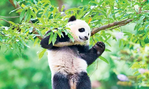 panda lenes jpeg