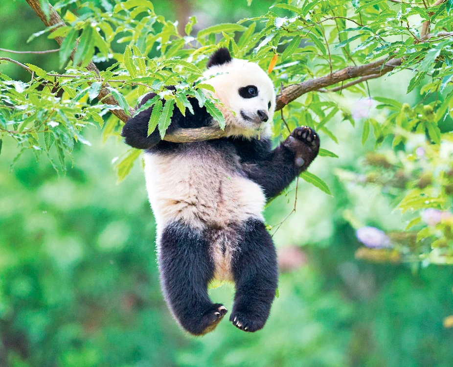 
    Foto: AP  