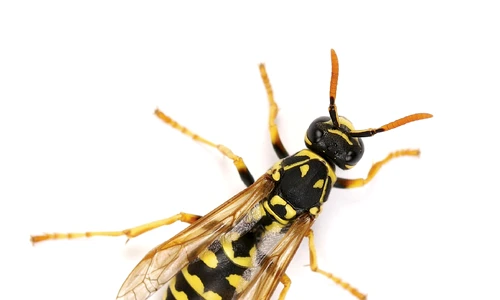 1 viespe 1905679177 jpg jpeg