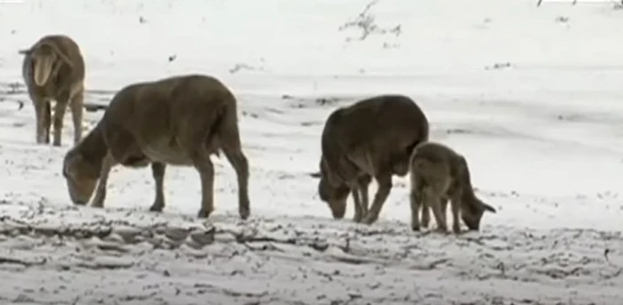 Zăpadă în Africa de Sud Captură YouTube