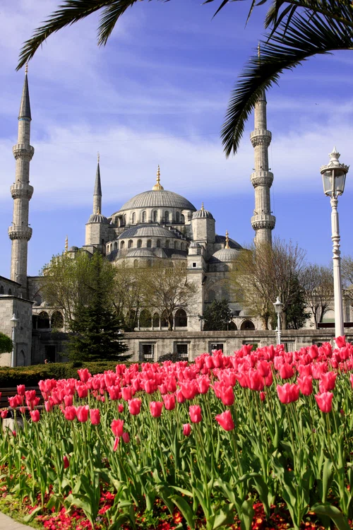 Grădină de lalele la Istanbul,  în apropiere de Moscheea Albastră