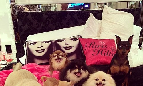 paris hilton dogs jpeg