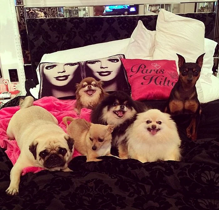 paris hilton dogs jpeg