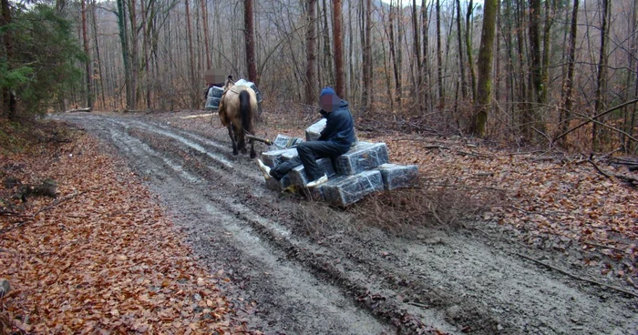 Maramureşenii transportau ţigările cu ajutorul unui cal