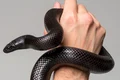 venin de șarpe injectat, 100 de ani  sursa   Shutterstock jpg