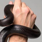 venin de șarpe injectat, 100 de ani  sursa   Shutterstock jpg