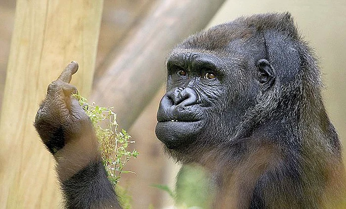 
    “Înţelegeţi voi ce vreau să zic?”  