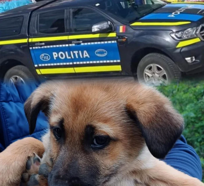 Unul dintre câinii abandobați FOTO: IPJ Vrancea