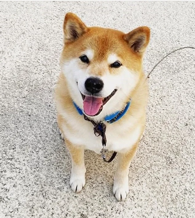 Maru Taro, cel mai iubit cățel din Japonia