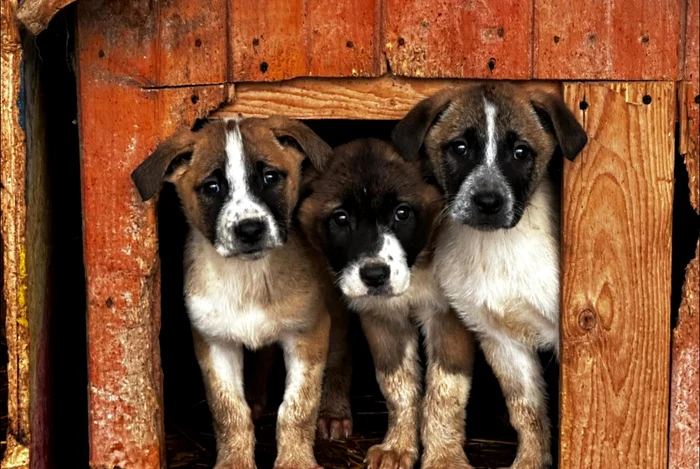 Mulți câine dispar în preajma sărbătorilor FOTO: Protecția Animalelor Ilfov