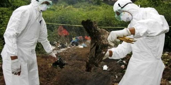 Gripa aviară a provocat aproximativ 12.000 de decese la nivel mondial