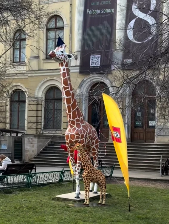 În față la Antipa a apărut o soră a girafei