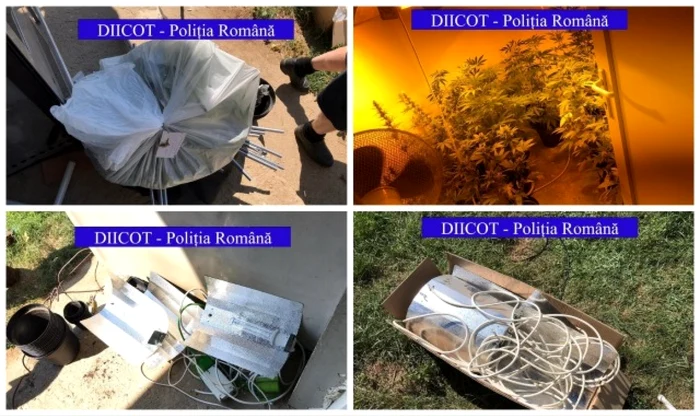 captura cannabis diicot bihor ineu