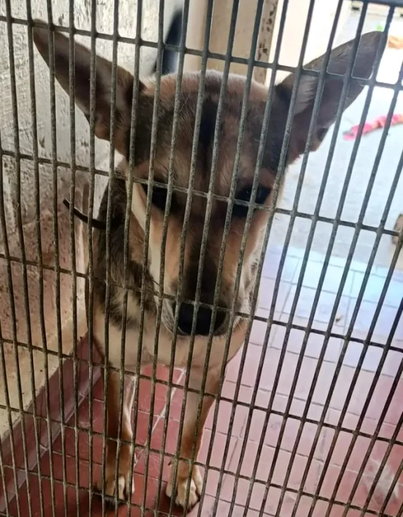 Cățelul fusese adus din Belarus / foto: SWNS