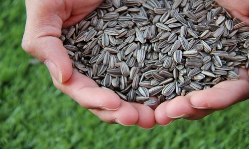 1 76734 original jpg jpeg