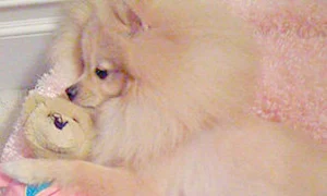 La Toya nu pleacă nicăieri fără  căţelul Prince (Fotografii: Wenn) jpeg