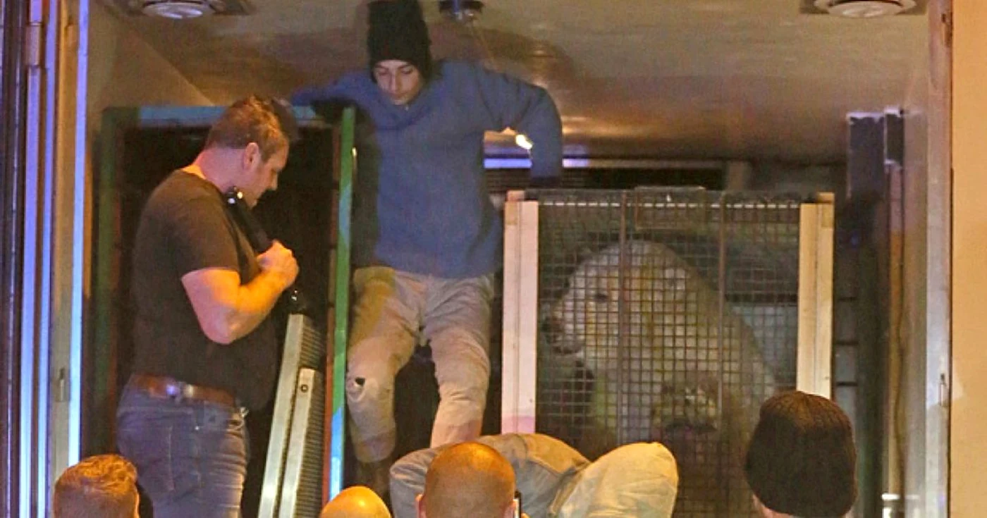 Patru imigranţi care încercau să ajungă din Calais în Marea Britanie au dat nas în nas cu un urs polar, aflat într-un tir FOTO The Telegraph