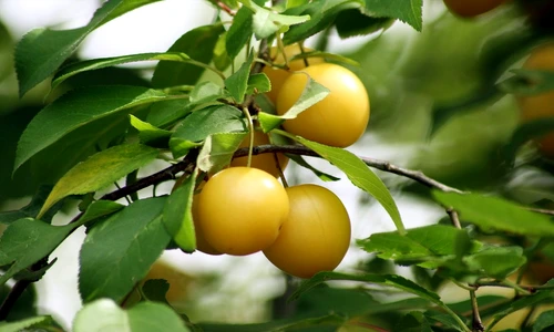 1 81457 original jpg jpeg