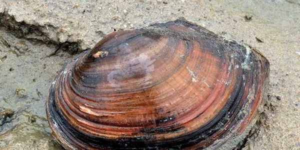 scoica de mlastina