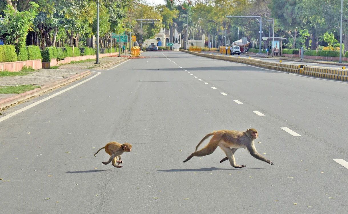 
    India. Pe şoselele pustii din New Delhi, doar macacii Rhesus mai traverseazăFotografii: AFP/Gettyimages/Profimedia  